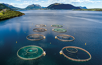 Chile Salmon Farm